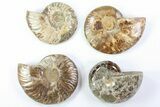 Lot: Lbs Polished Ammonite Fossils - Pieces #76998-2